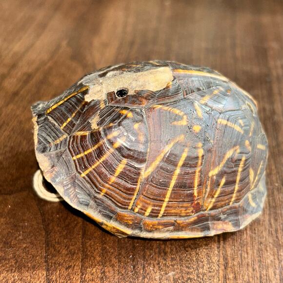 C. 1890 Southeastern Turtle Shell Pierced Rattle